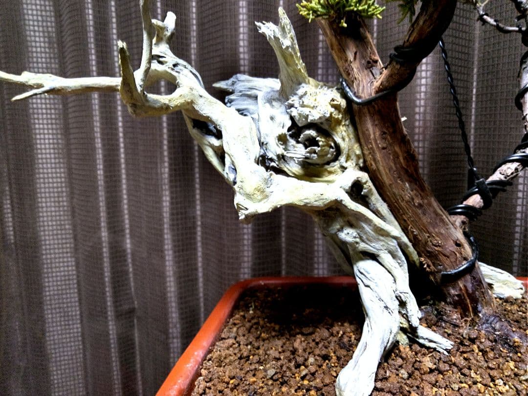 【中品 創作　真柏盆栽】⭕TANUKI創り、舎利100年❗