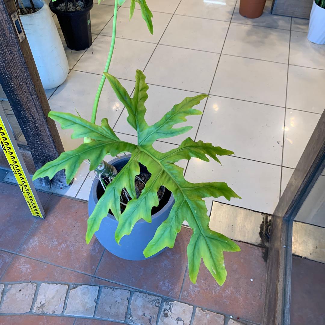 フィロデンドロン ゴールドリーフ ファイバー鉢 お皿付き