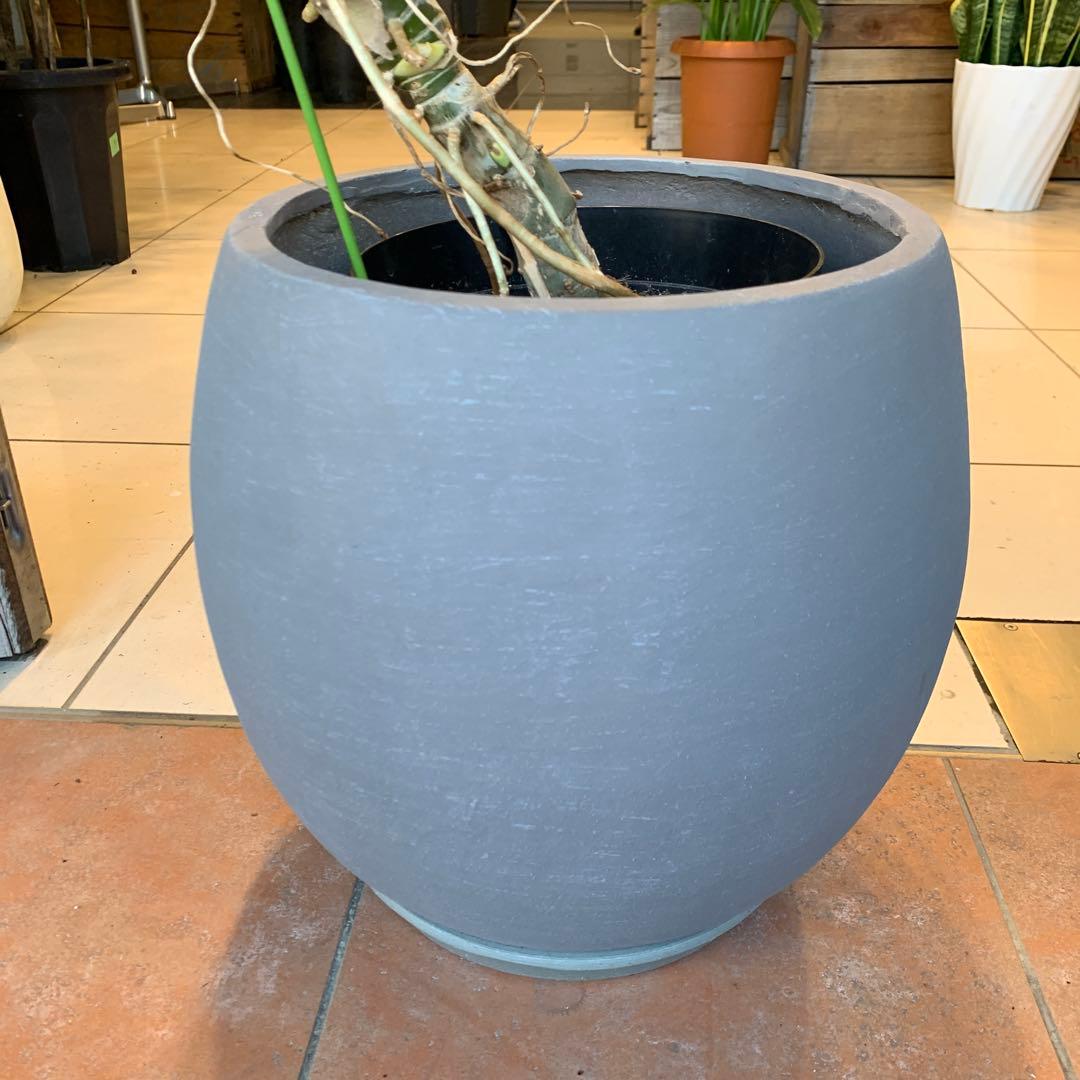 フィロデンドロン ゴールドリーフ ファイバー鉢 お皿付き