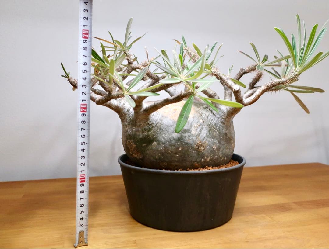 コレクション大株 パキポディウム グラキリス