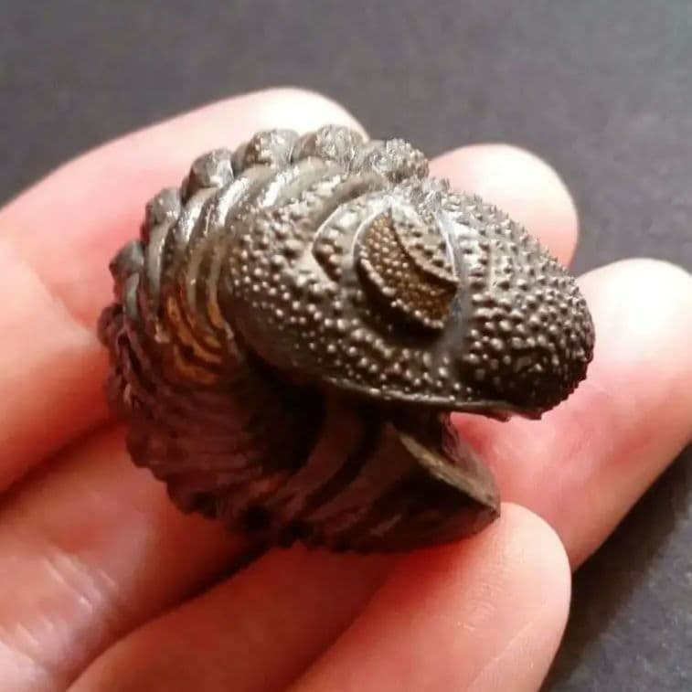 化石標本　三葉虫　希少種　スピニファー　特大