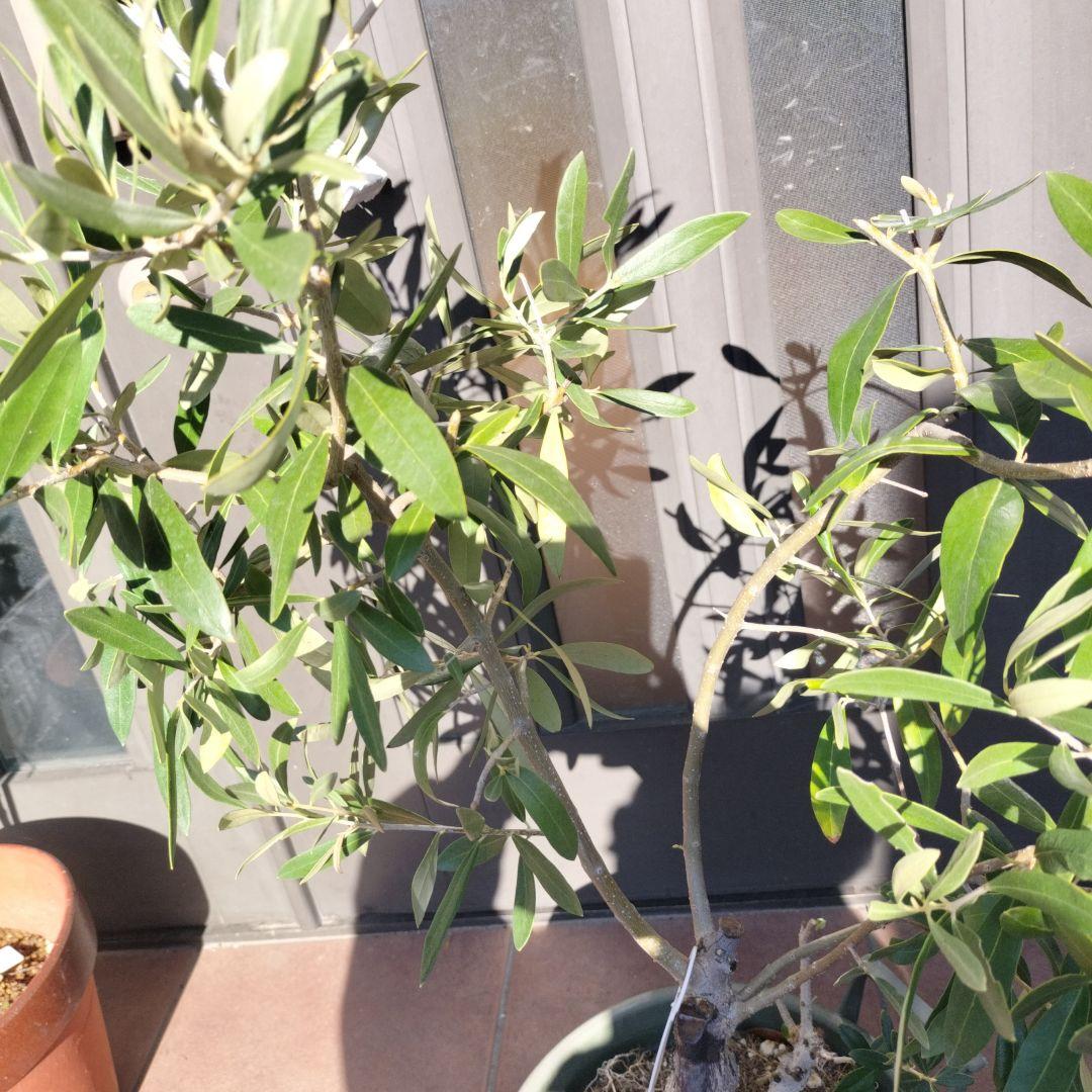 オリーブの木　ジャンボカラマタ　接ぎ木　小倉園