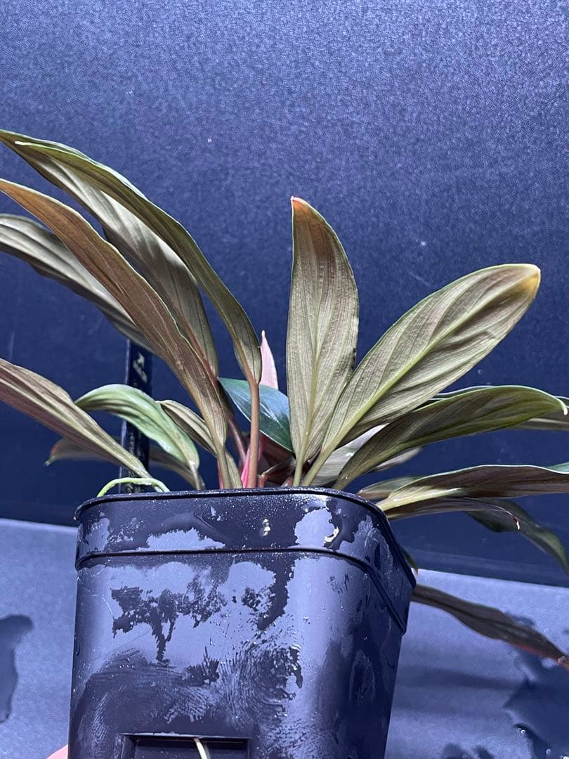 ホマロメナ Homalomena sp. \"濡烏\" 大株　[LA0518-02]