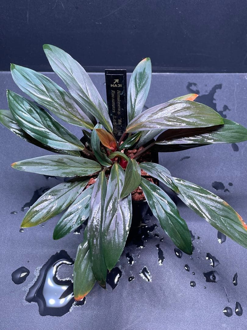 ホマロメナ Homalomena sp. \"濡烏\" 大株　[LA0518-02]