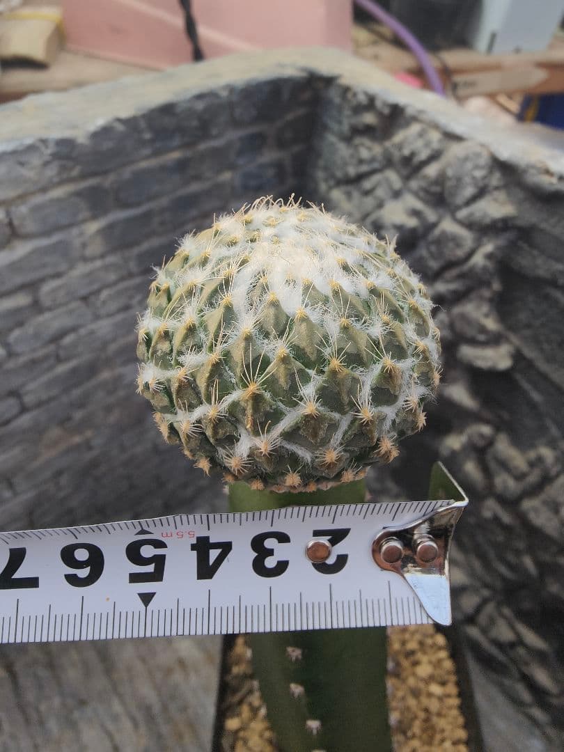 サボテン　ペレキフォラ属　銀牡丹　カキコ接ぎ