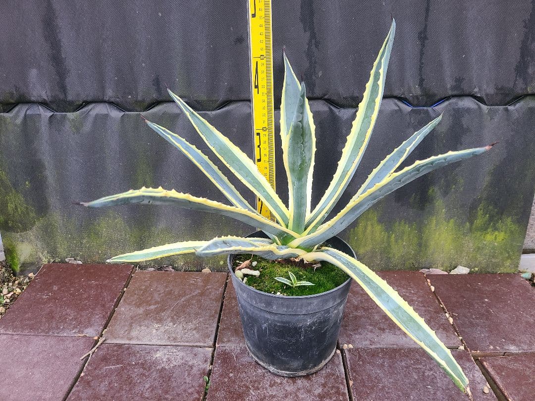 アガベ アメリカーナ バリエガータ7号鉢良型株