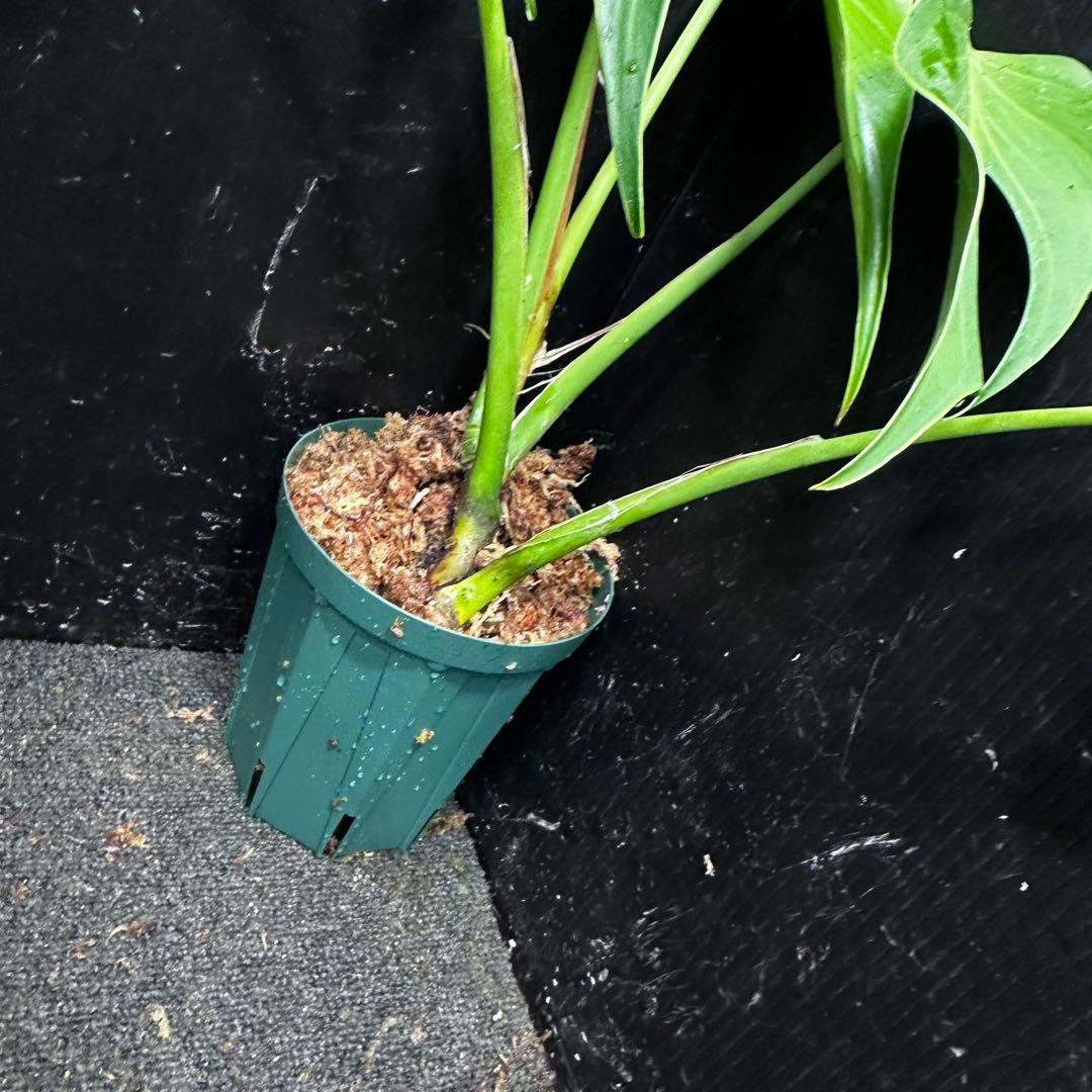 ち*か様 モンステラデリシオーサバールマルクスフレーム4号鉢植え大株美株レア