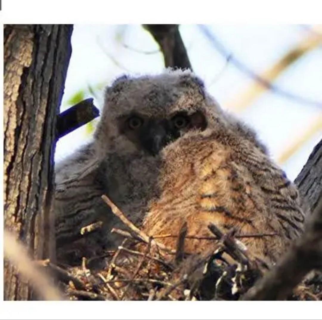 Canon一眼レフ用！望遠レンズ！サードパーティ製品！おすすめ！初心者OK！