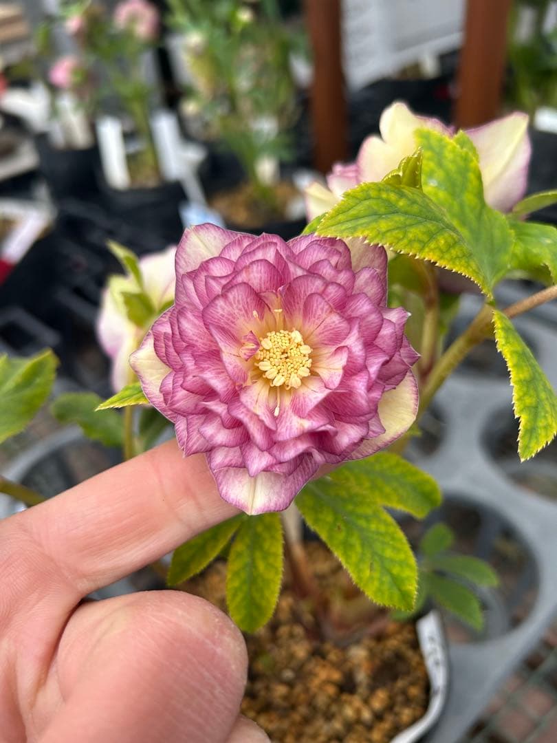 加藤農園 ディオーネ クリスマスローズ同梱可能