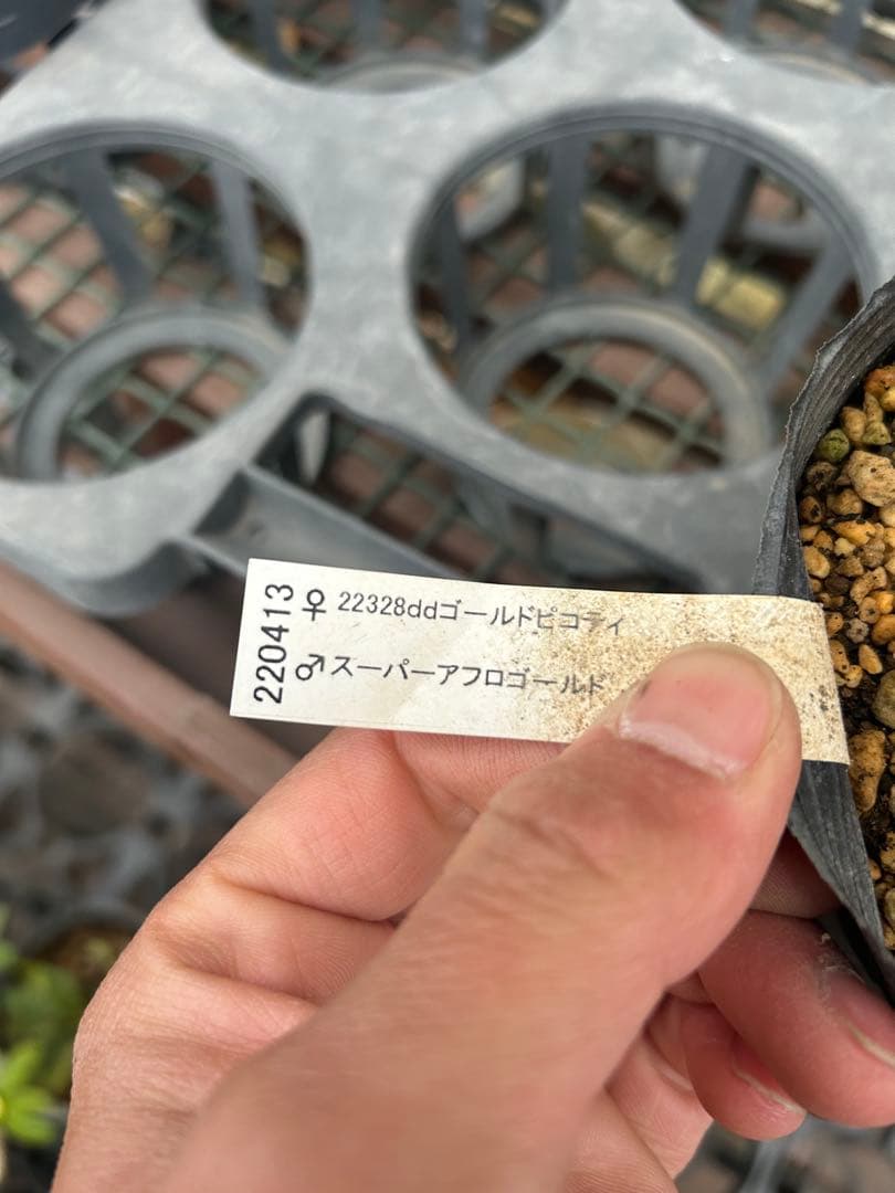 加藤農園 ディオーネ クリスマスローズ同梱可能