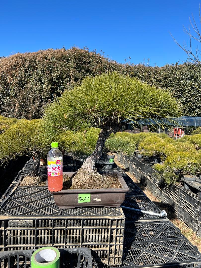 赤松盆栽　極上品　22