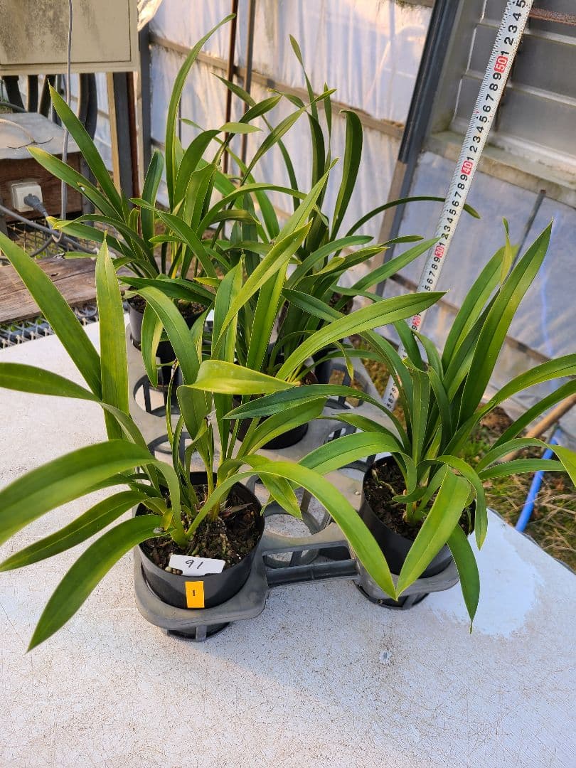 ミスマフェット。花芽1個。5鉢セット。蜜蜂誘引蘭。日本蜜蜂