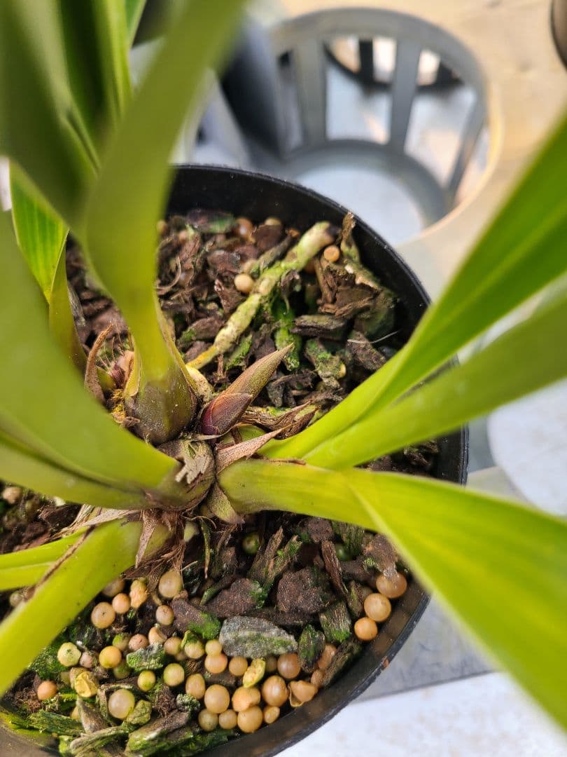 ミスマフェット。花芽1個。5鉢セット。蜜蜂誘引蘭。日本蜜蜂