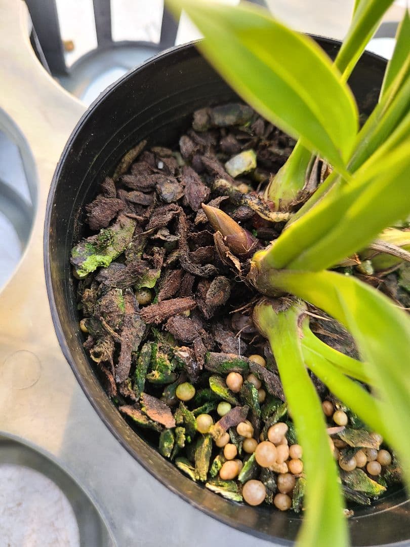 ミスマフェット。花芽1個。5鉢セット。蜜蜂誘引蘭。日本蜜蜂