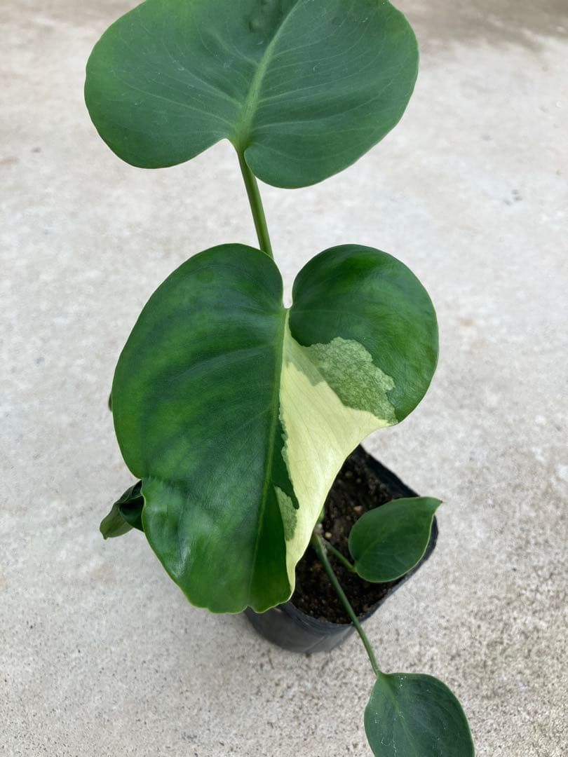 モンステラ斑入り　デリシオーサ実生苗　10鉢セット