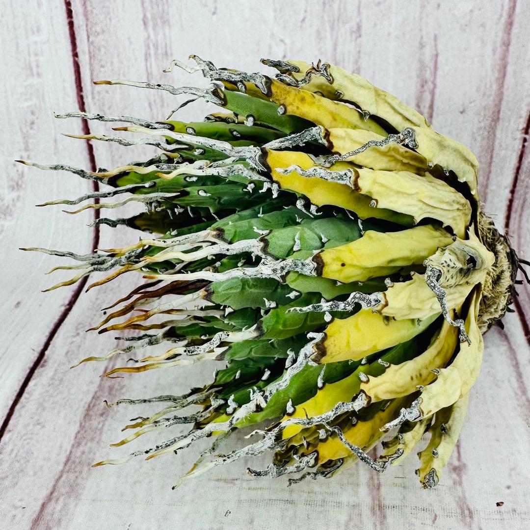 138 アガベ ユタエンシス エボリスピナ 陽炎