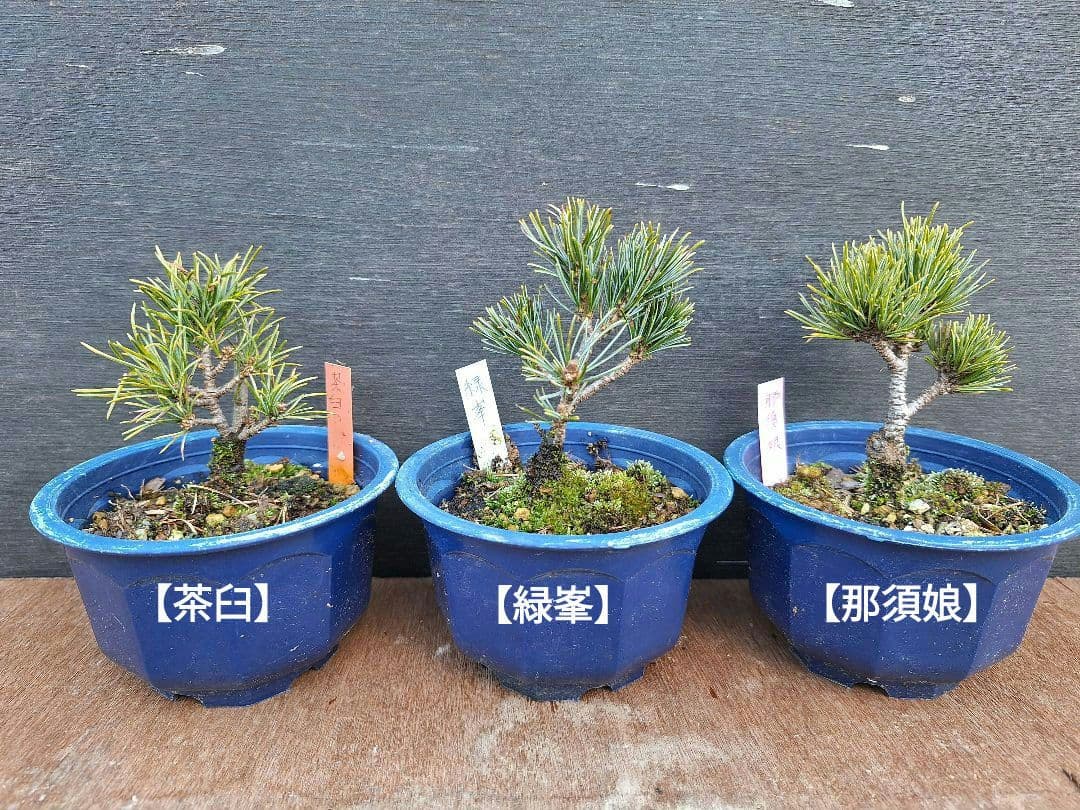 【専用商品】八房五葉松　9鉢セット