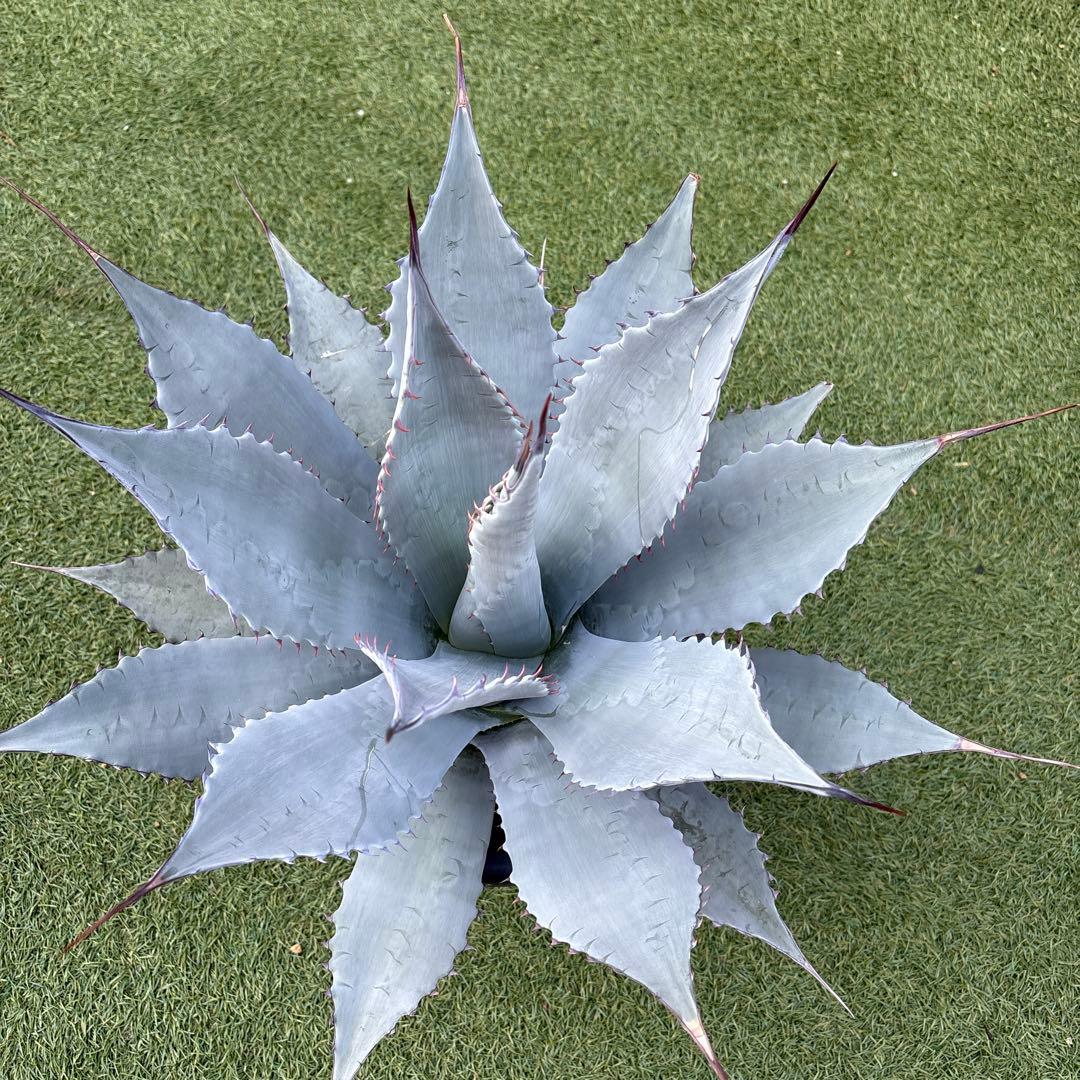 アガベ　パリー