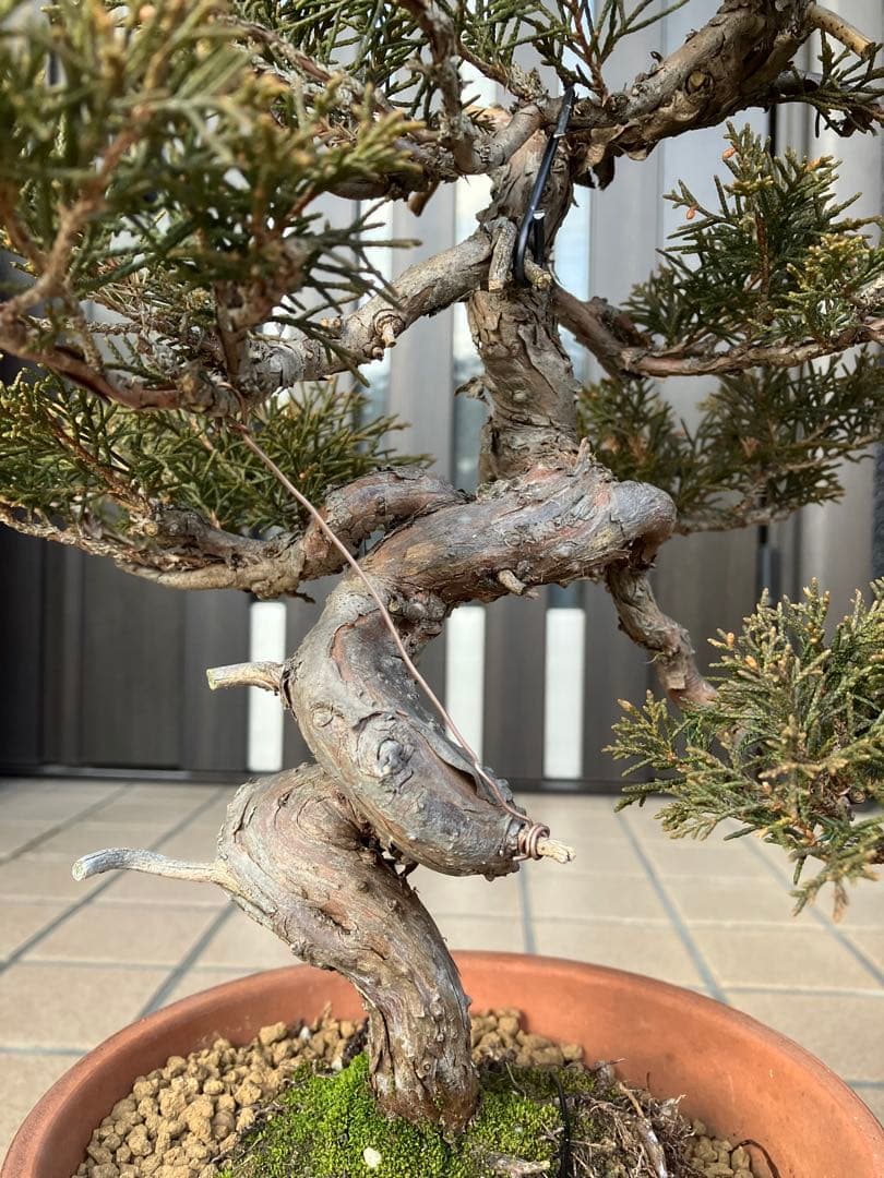 ◉真柏糸魚川　模様木　極上品　大特価！早いもの勝ち