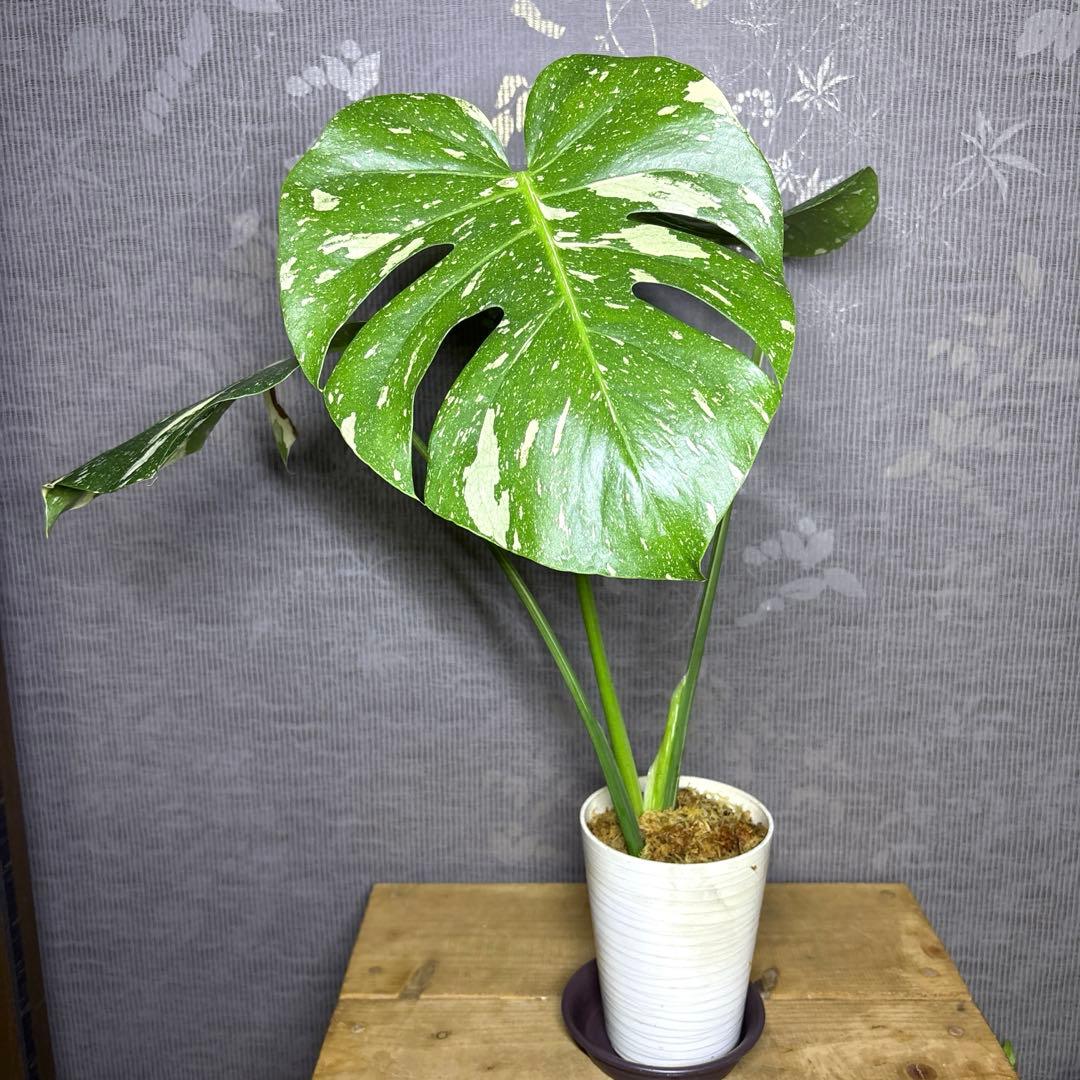 モンステラ　デリシオーサ　タイコンステレーション　クリームブリュレ