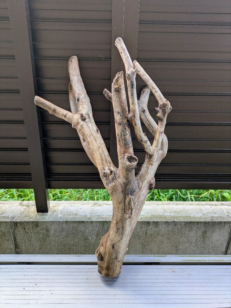 ヤマムラ8点おまとめ　 アク抜き済流木大型　爬虫類登リ木