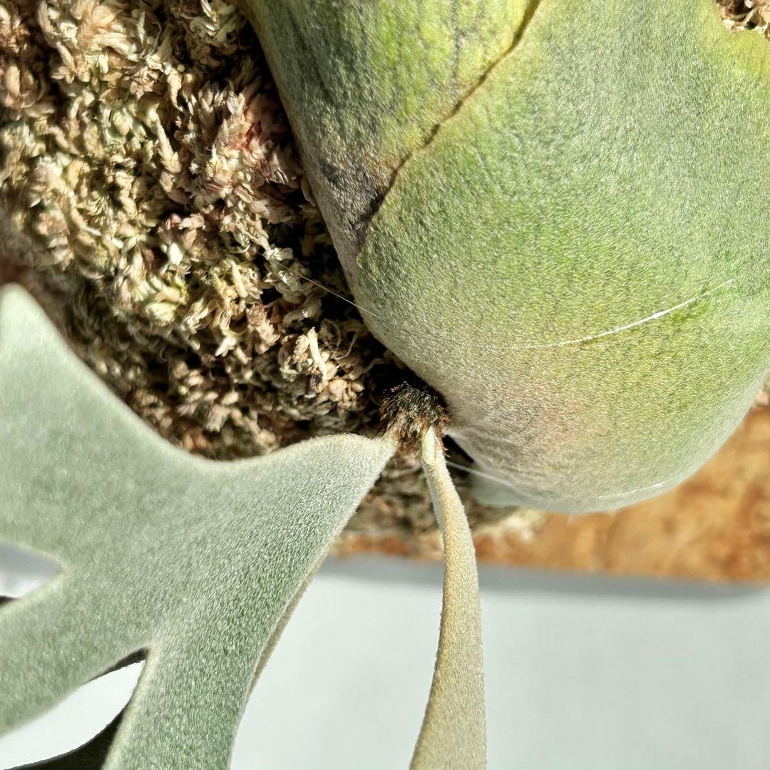 P. Willinckii Totoro' （spore）