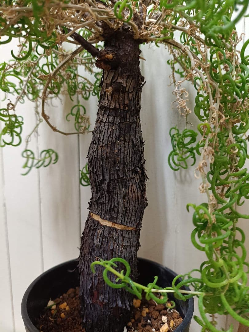 F023超希少種発根済み メストクレマ ツベローサム 養生株