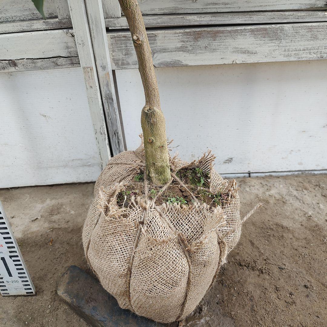 花柚子 3年生 大苗 実つき