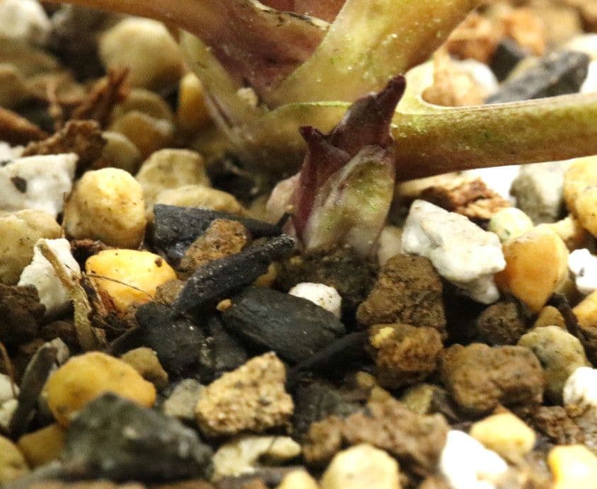 クリスマスローズ開花株　大木ナーセリー　イリュージョン交配