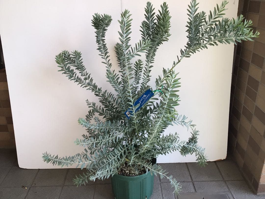 tm13お纏め商品‼︎ アカシア・ブルーブッシュ７号鉢3個セット