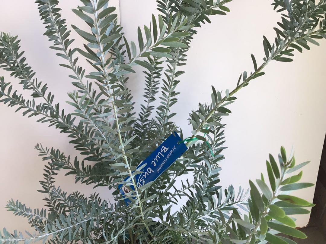 tm13お纏め商品‼︎ アカシア・ブルーブッシュ７号鉢3個セット