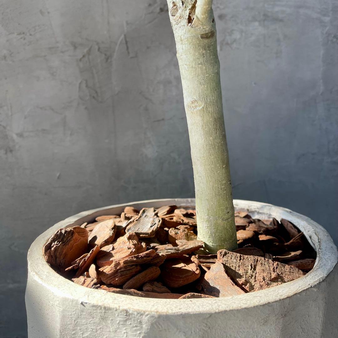 大型　フィカス　ベンガレンシス　曲がり仕立て　10号　陶器鉢　植え込み