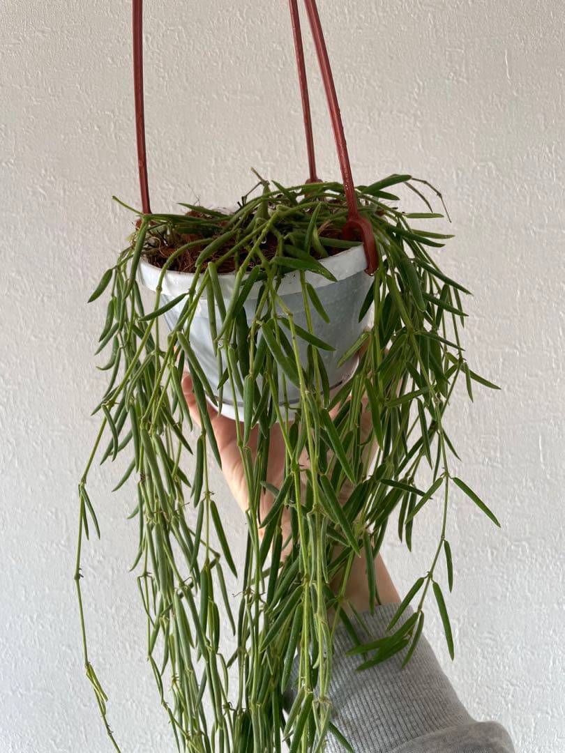 セールホヤ リネアリス Hoya linearis 大苗サクララン　80cm