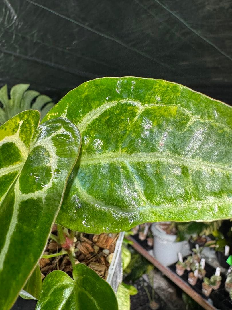 アンスリウム　ミシェル　x クリスタル　シルバー　レア交配　美斑入り　送料込み