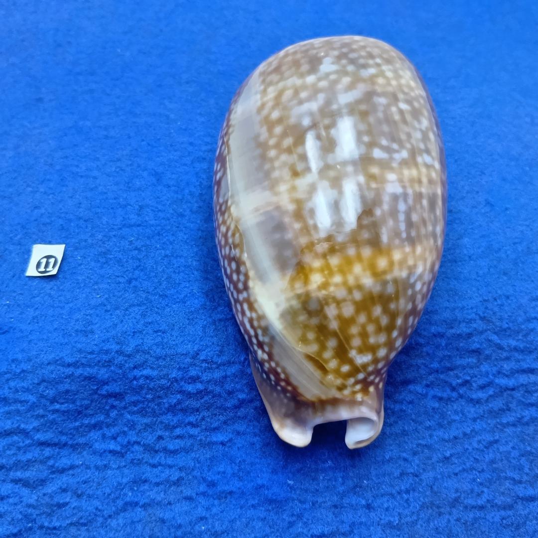 ⓯ -1貝標本シカダカラ