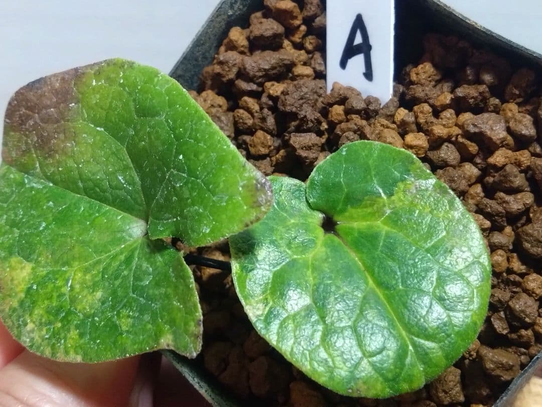 斑入り　カンアオイ　タマノカンアオイ　小次郎(こじろう)