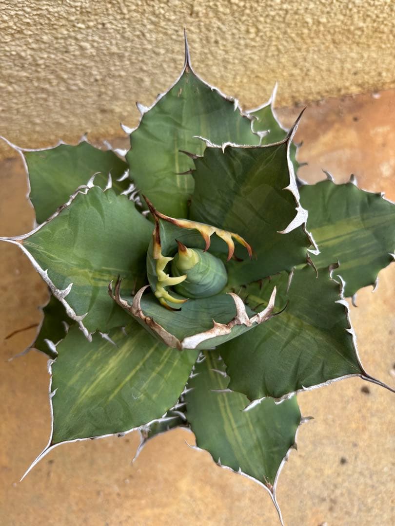 アガベチタノタ　厳龍錦　縞斑　　根っ子つよし7号