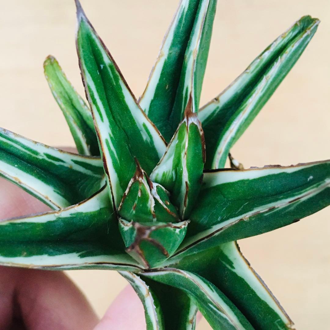 あ*ん様 【稀少】アガベ 笹の雪 錦 純白覆輪斑 短厚葉タイプ TC株