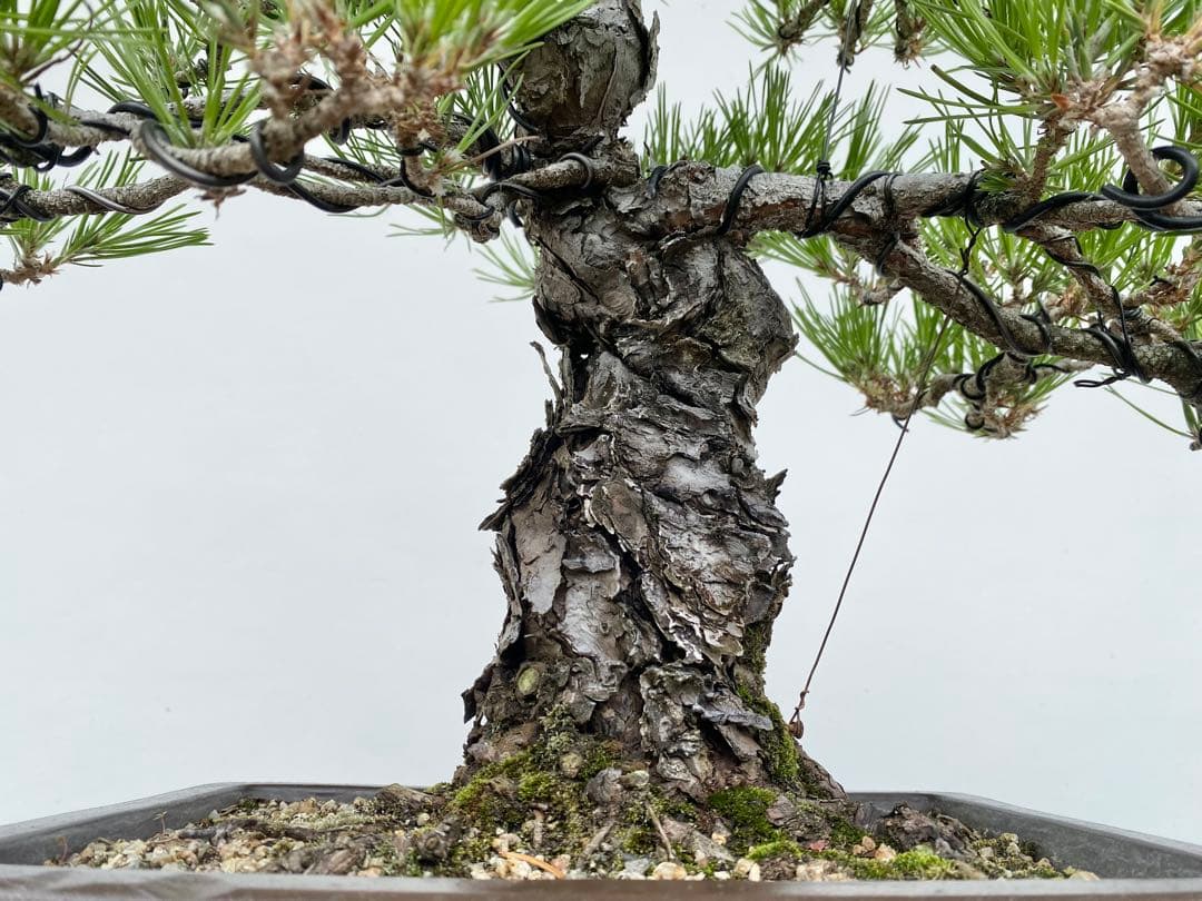 白木盆栽園　黒松　樹高43センチ　盆栽黒松赤松五葉松真柏雑木趣味観葉植物