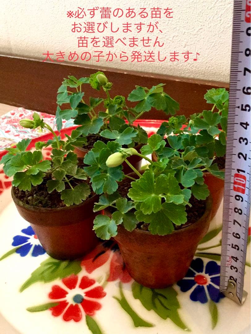 天然＊野生【オダマキ＊苧環＊糸繰草】4株➕おまけ！鉢ごと発送で安心♪