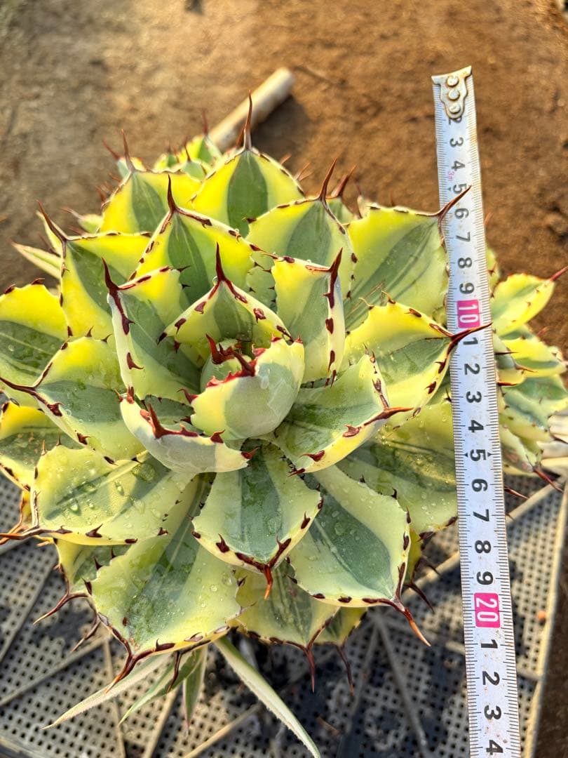 アガベ　スーパークラウン　5子株付き