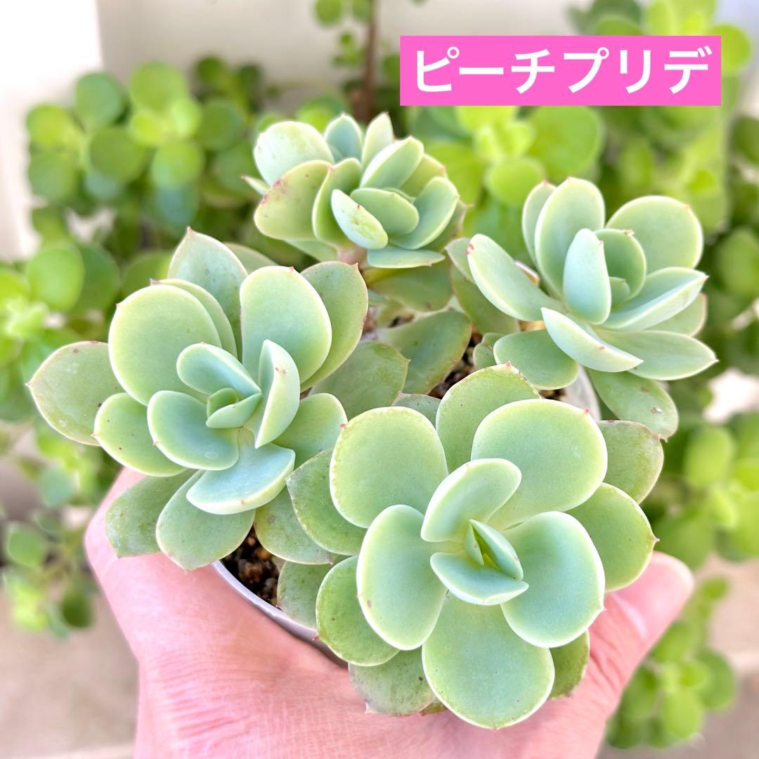 【サービス品@800〜】ピーチプリデ(4頭)