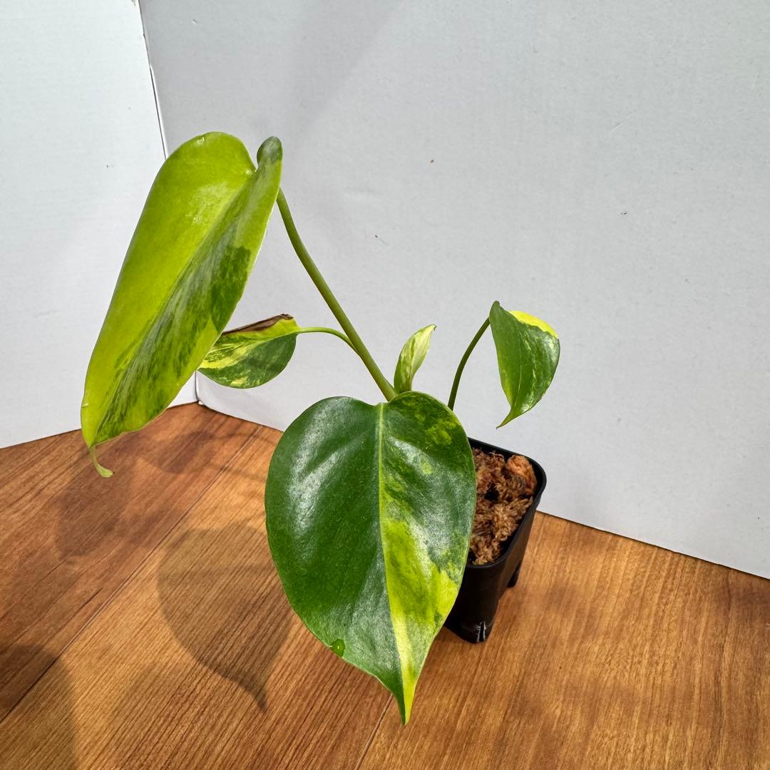 美斑　モンステラ　デリシオーサ　イエローマリリン