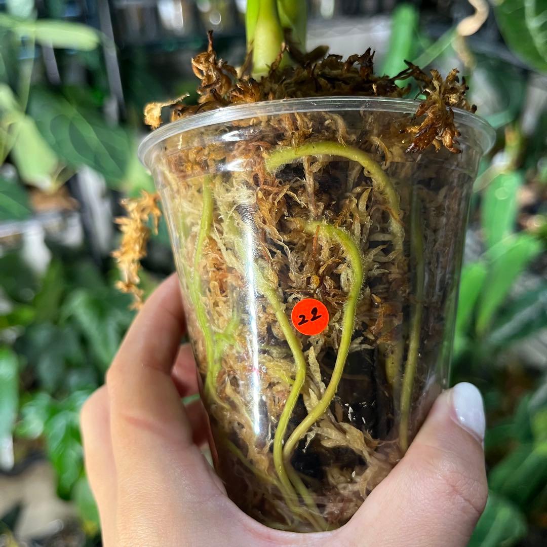 anthurium regare アンスリウム　レガレ　22