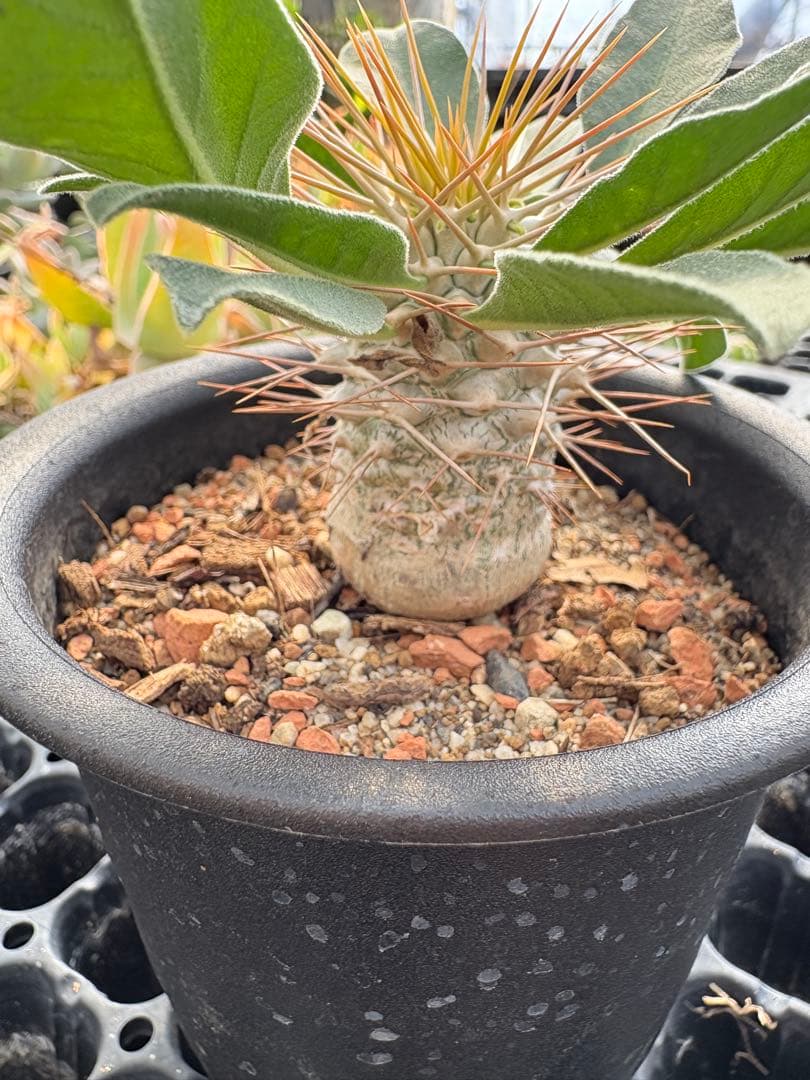 パキポディウム　ナマクアナム　光堂　国内実生　3.5寸