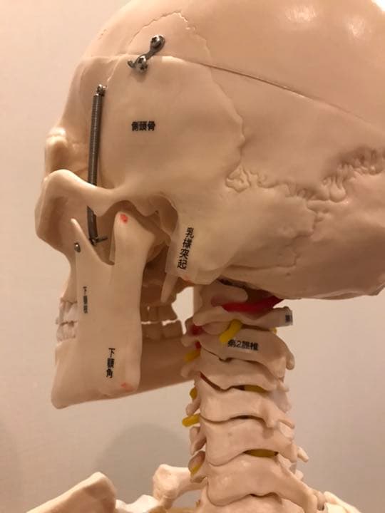 等身大　骨模型　男性