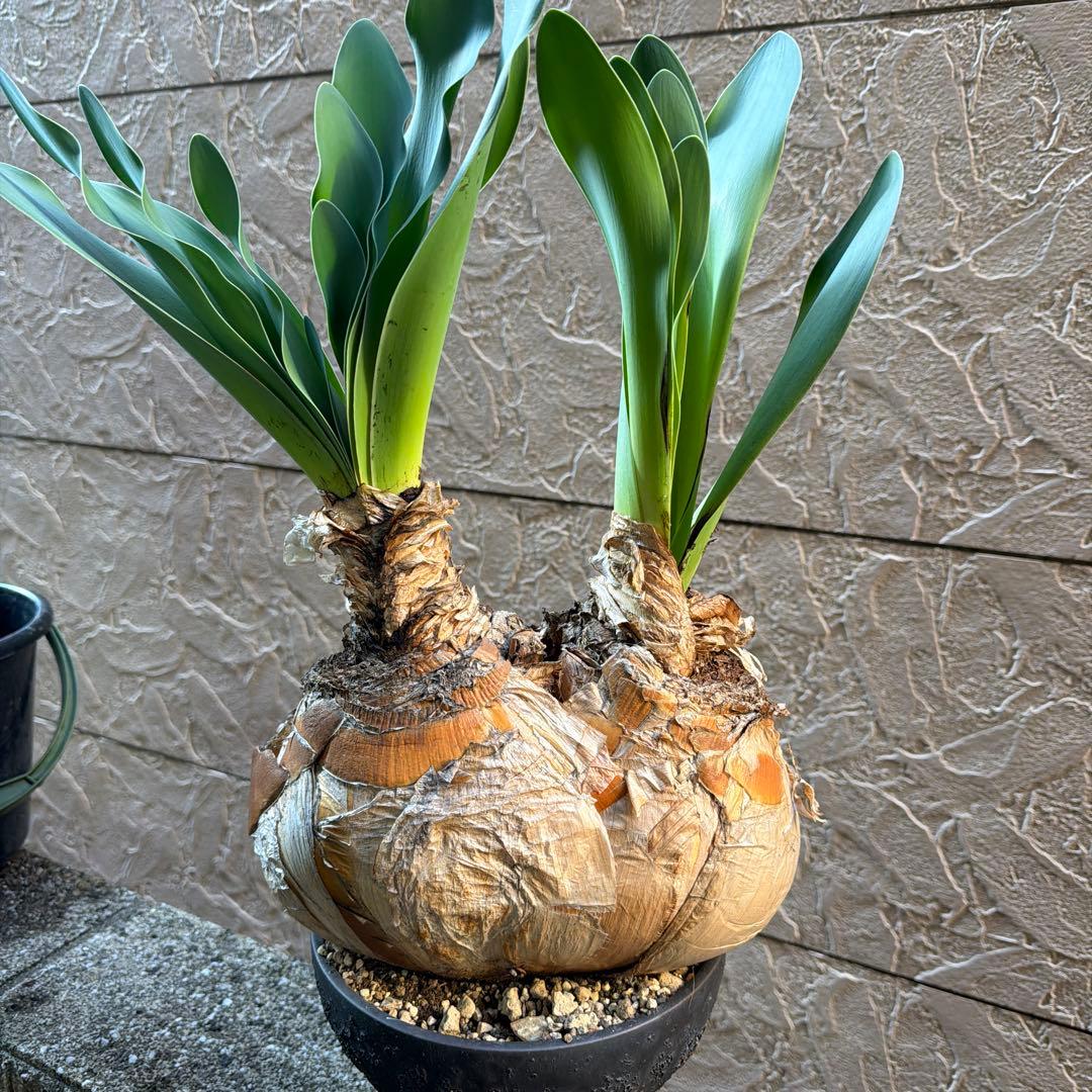 大株 発根済み 2頭 ブーファン ハエマンソイデス ハエマントイデス