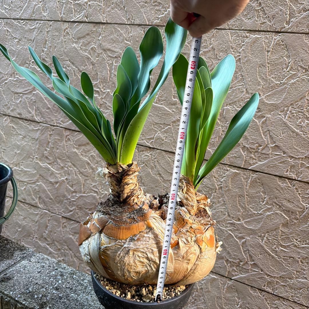 大株 発根済み 2頭 ブーファン ハエマンソイデス ハエマントイデス