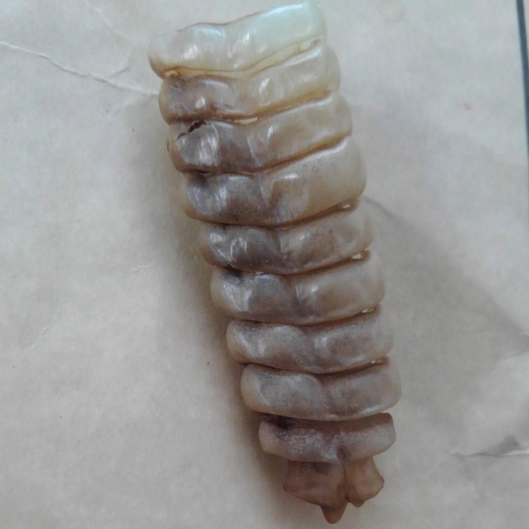 ガラガラ蛇の尻尾　ピン