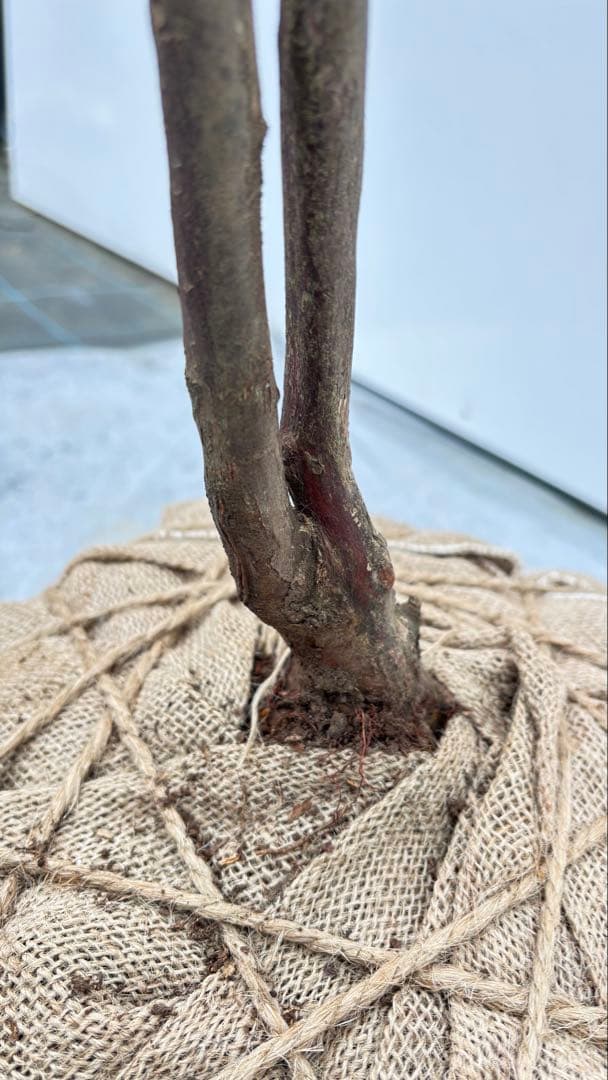 希少 山採り 曲がりの美しい シャシャンボ 695 樹高1.4m位 シャシャンポ